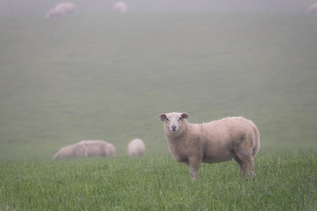 Sheeps at the fog