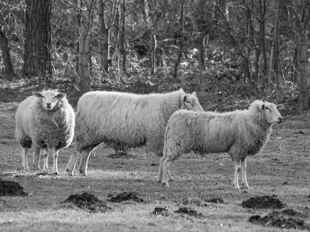 sheeps in germany