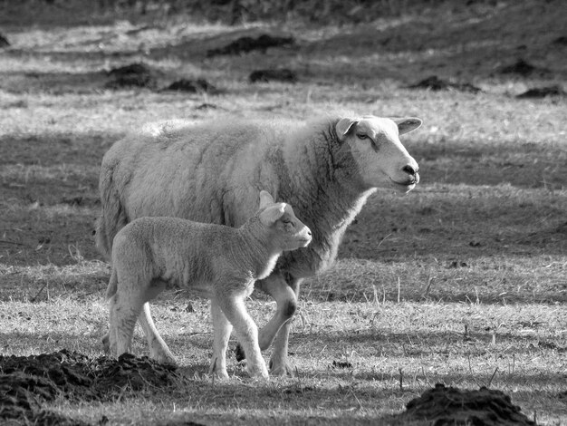 sheeps in germany