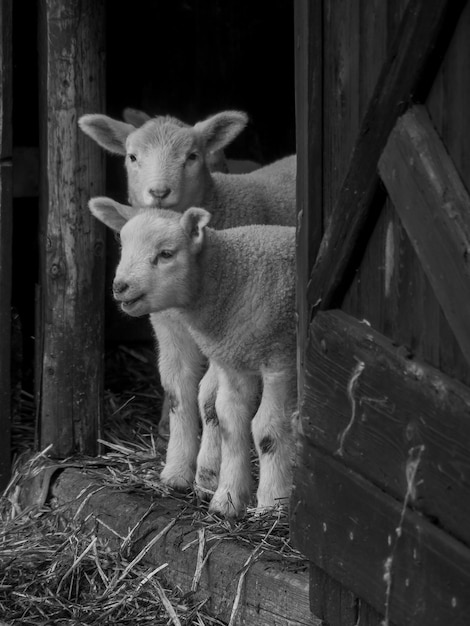 Photo sheeps in germany