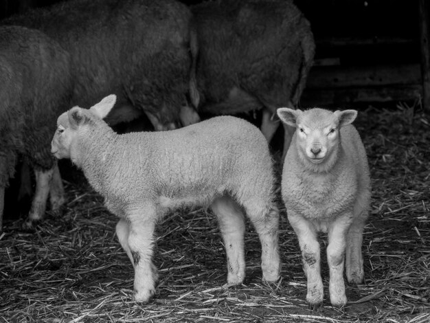 sheeps in germany