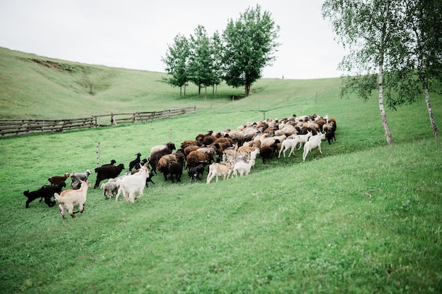 Sheeps and goats on the hill farmland