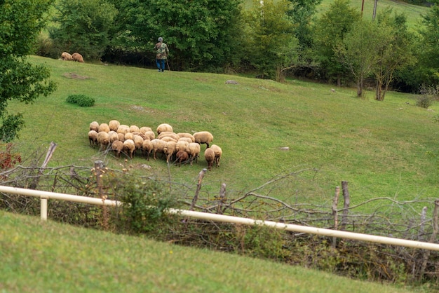 Foto le pecore pascolano su un prato verde in montagna