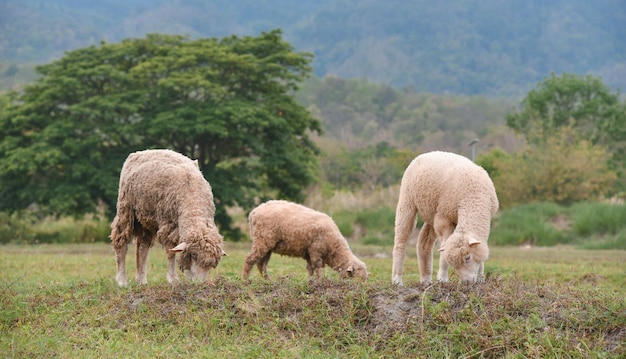 Sheeps grazing in country green field