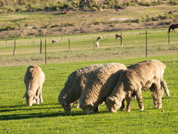 Sheeps grazing in meadow.