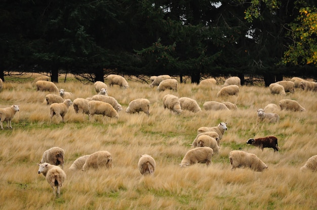 Sheeps grazing in the meadow