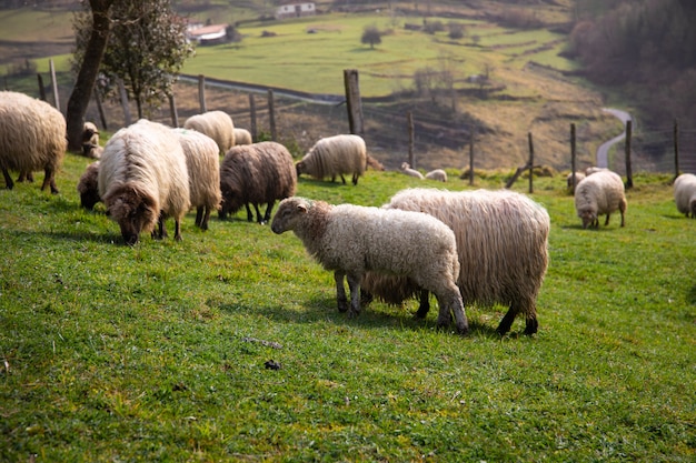 Sheeps grazing in the mountains at Aizkorri mountain range, Basque Country.