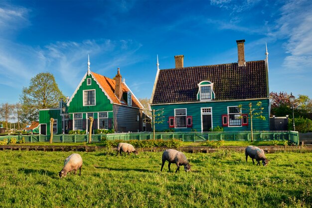 Pecore al pascolo nei pressi di case coloniche nel villaggio museo di zaanse