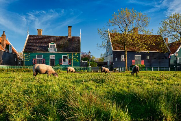 Foto pecore al pascolo nei pressi di case coloniche nel villaggio museo di zaanse