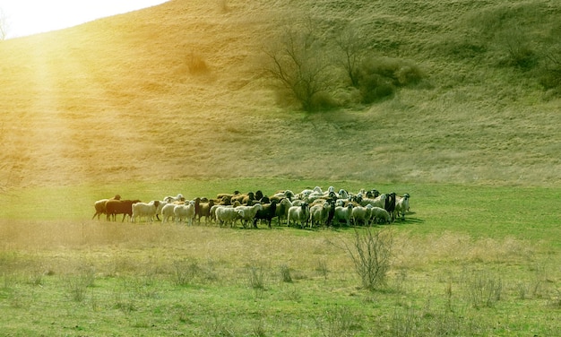 Sheeps on green grass herd of sheeps in field