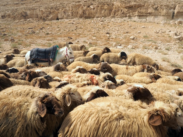 Стадо овец и осла в пустыне с бежевыми естественными цветами