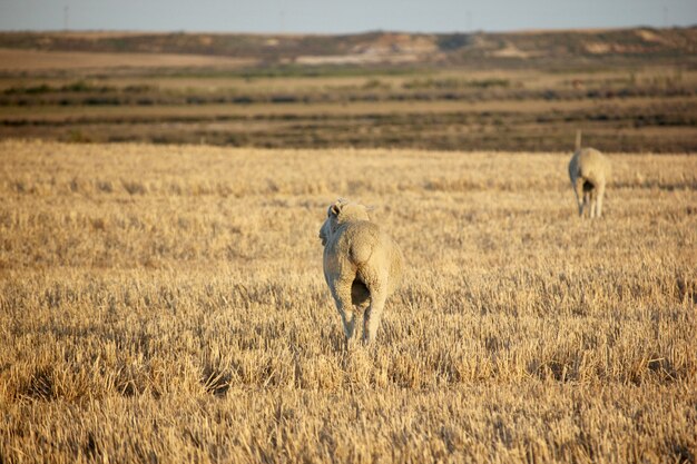 Foto sheeps in de zonsondergangzon