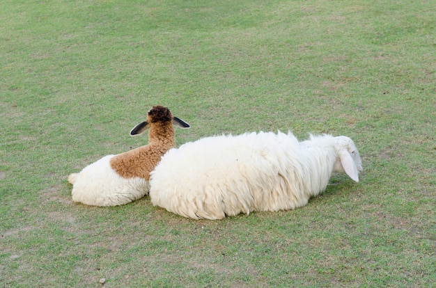 Sheeps in een weide in de bergen