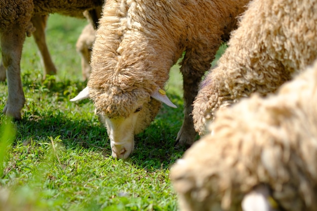 Sheeps in landbouwgrond die weide eten