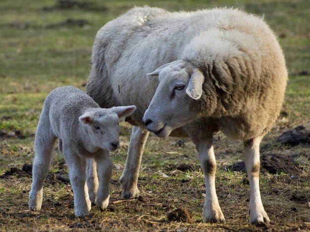 sheeps and lambs in germany