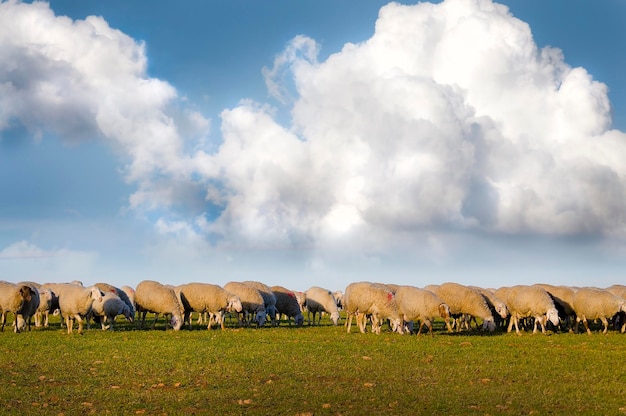 sheeps in a meadow, black sheep