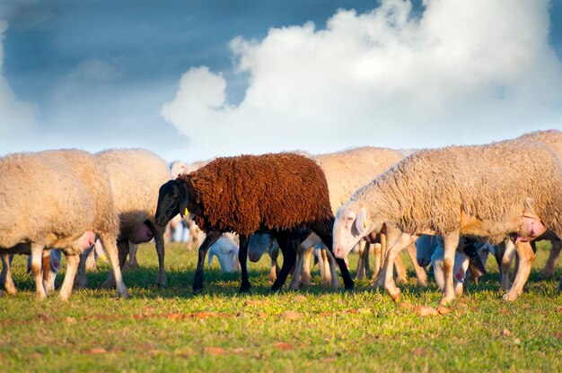 sheeps in a meadow, black sheep