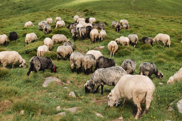 Pecore in un prato sull'erba verde. gregge di pecore al pascolo su una collina. pastore tradizionale delle montagne europee nei campi d'alta quota, natura meravigliosa