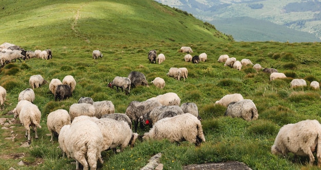 Sheeps in a meadow on green grass. flock of sheep grazing in a\
hill. european mountains traditional shepherding in high-altitude\
fields, beautiful nature