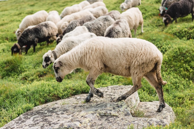 Sheeps in a meadow on green grass Flock of sheep grazing in a hill European mountains traditional shepherding in highaltitude fields beautiful nature