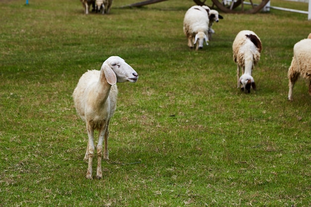 Sheeps in a meadow on green grass