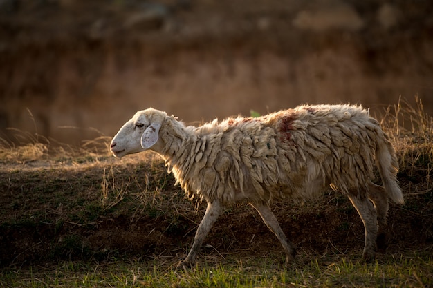 Sheeps in a meadow on green grass