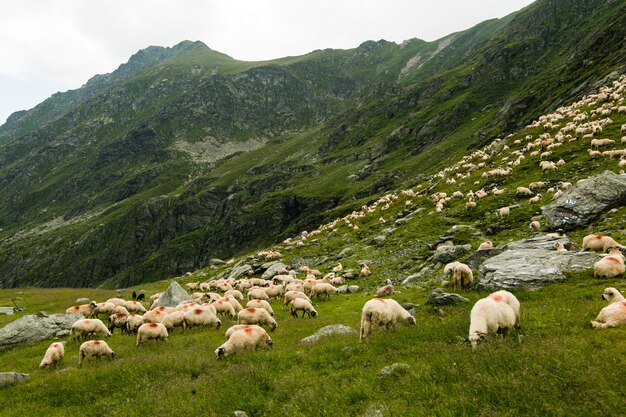 Овцы на лугу в горах. Красивый природный ландшафт на трансфагарасских горах в Румынии