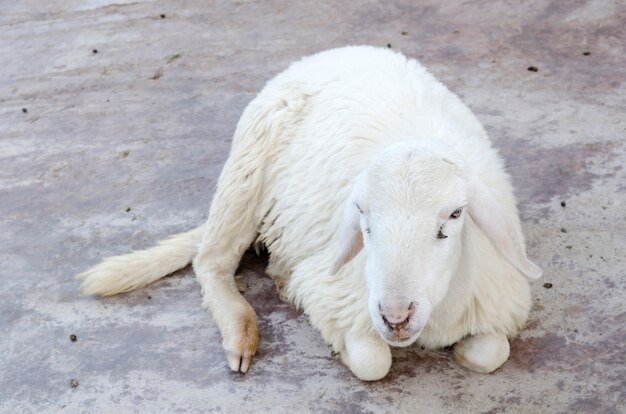 Foto pecore in un prato in montagna