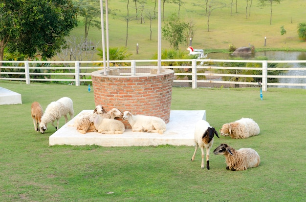 Sheeps in a meadow in the mountains