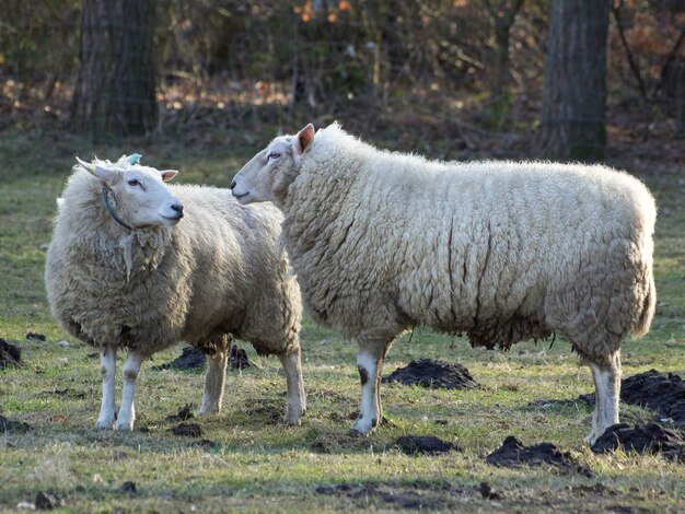 Sheeps on a meadow