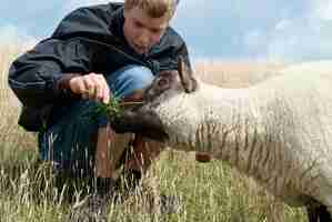 Photo sheeps on the north sea island nortstrand