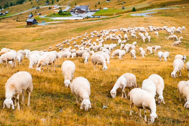 羊は丘の中腹を探索し、アルプスの牧草地を食べます