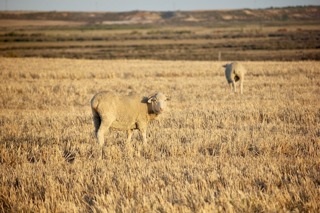 Sheeps in the sunset sun