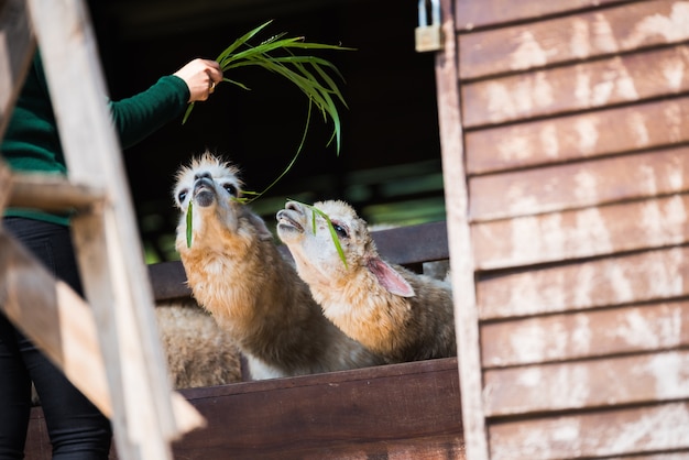 Sheeps voedend met hooi in het hek