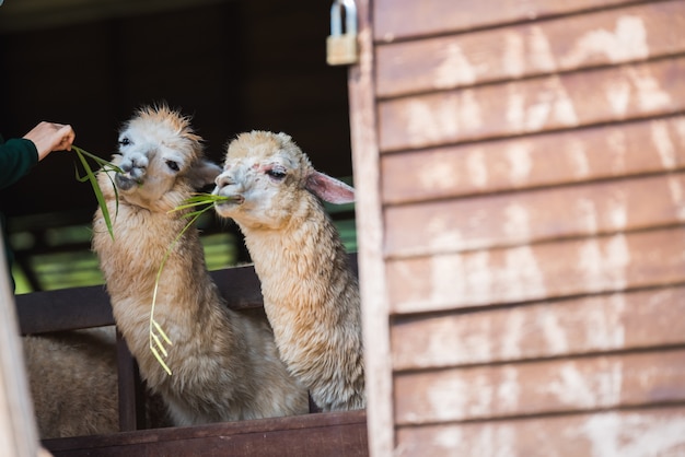 Sheeps voedend met hooi in het hek