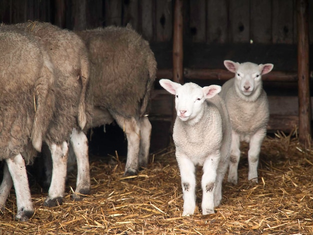 sheeps in westphalia