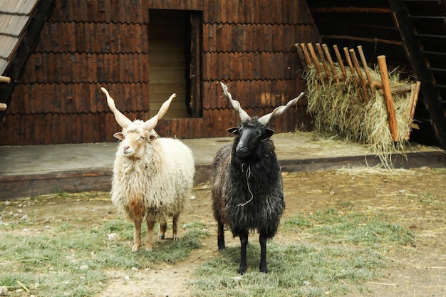 Sheeps with spiral horns or Racka sheeps