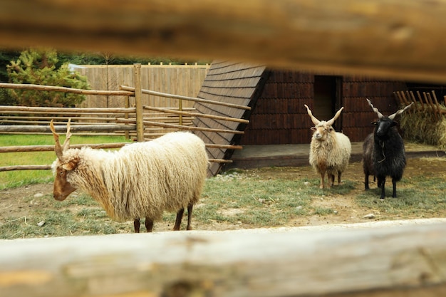 Sheeps with spiral horns or Racka sheeps