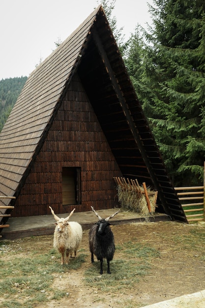 Sheeps with spiral horns or Racka sheeps