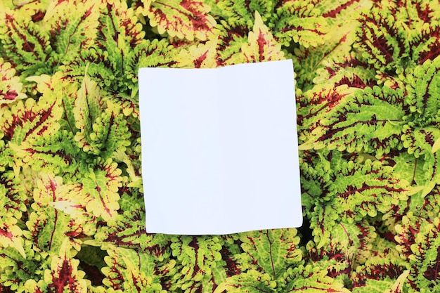 Photo sheet of paper