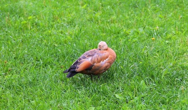 초원에 있는 Shelduck Tadorna ferruginea