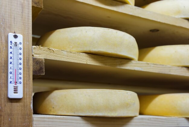 Shelf of aging Cheese on wooden shelves in maturing cellar in Franche Comte dairy in France