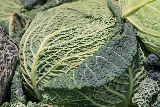 Shelf in the shop with Savoy cabbage on the market