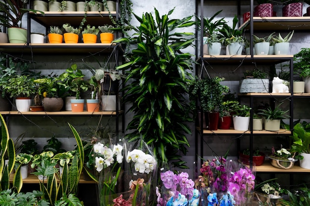 Uno scaffale con piante di fiori esotici in vaso in un fioraio di giardinieri