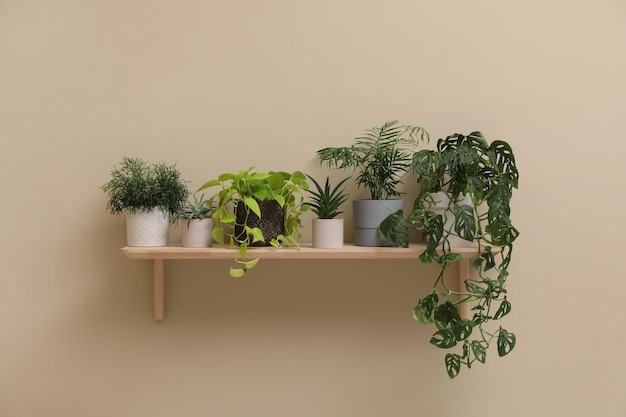 Shelf with many different houseplants on beige wall