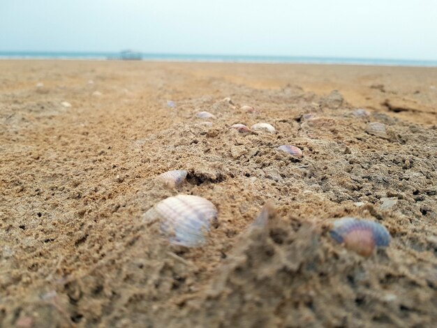 アラル海の貝殻