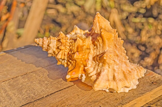 Shell on the beach Exotic sea shell