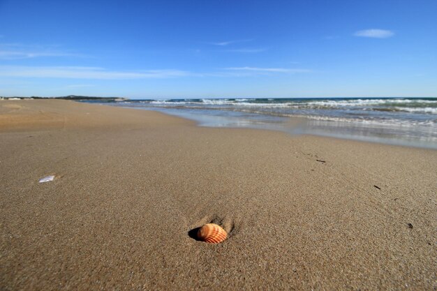 A shell on the beach in the sand