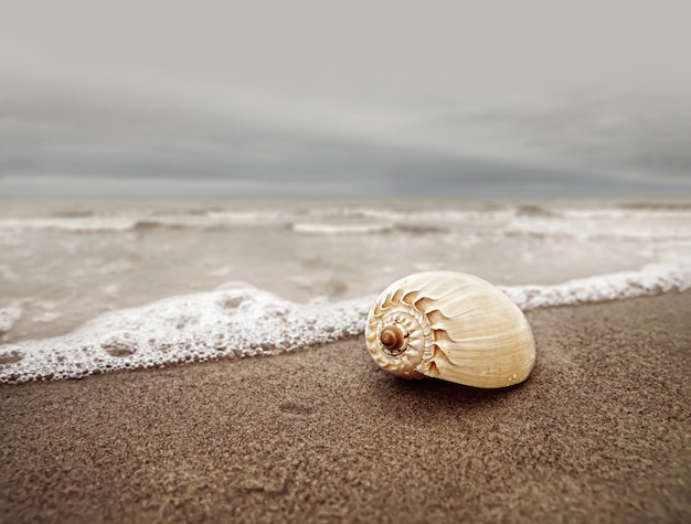 Shell on the beach