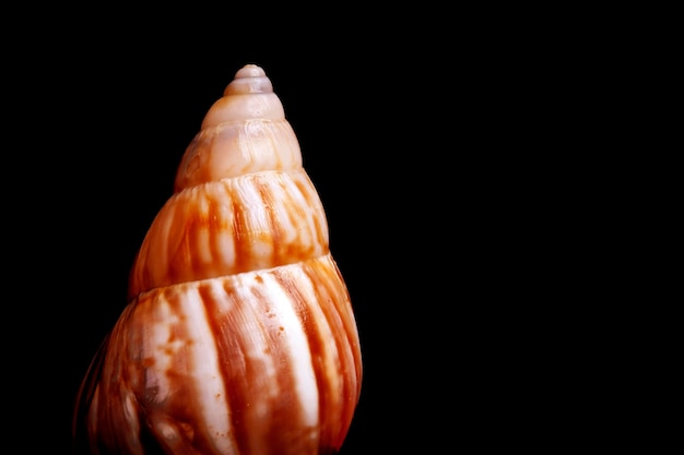 Shell on black background